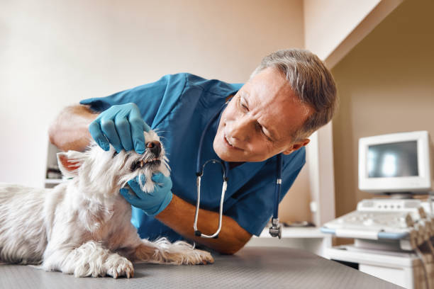 Best Emergency Pediatric Dentist  in Kilmarnock, VA